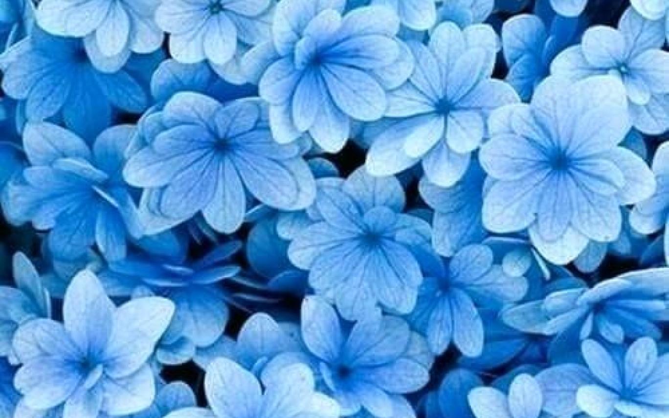 Blue Aesthetic Flowers Wallpapers