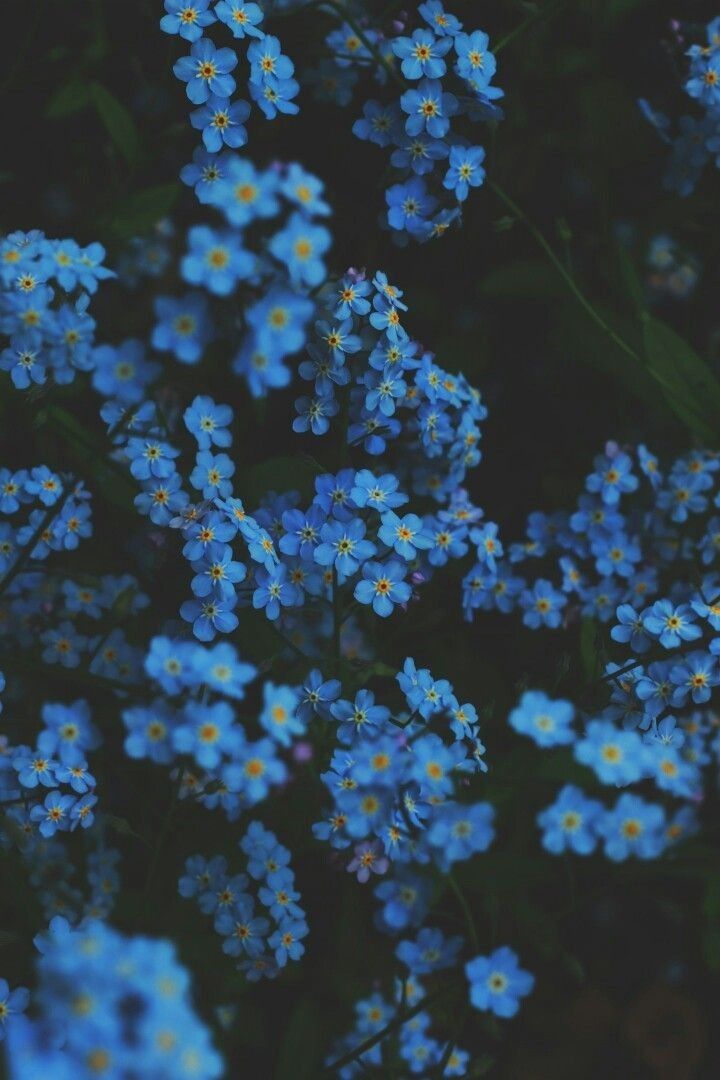 Blue Aesthetic Flowers Wallpapers