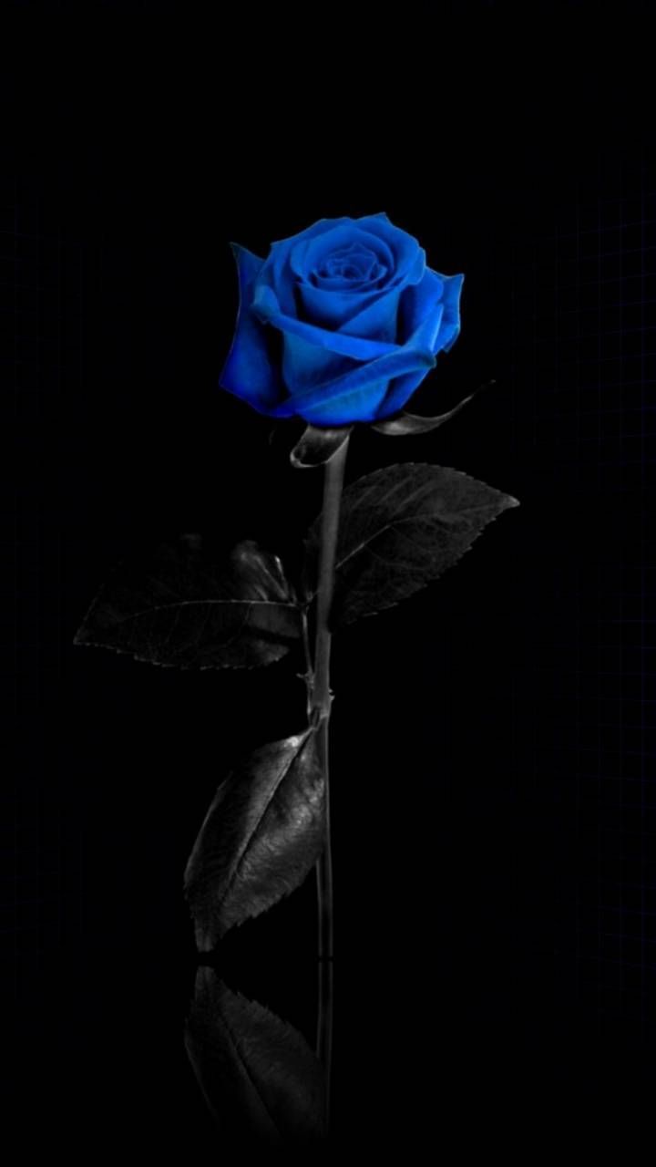 Blue Aesthetic Flowers Wallpapers