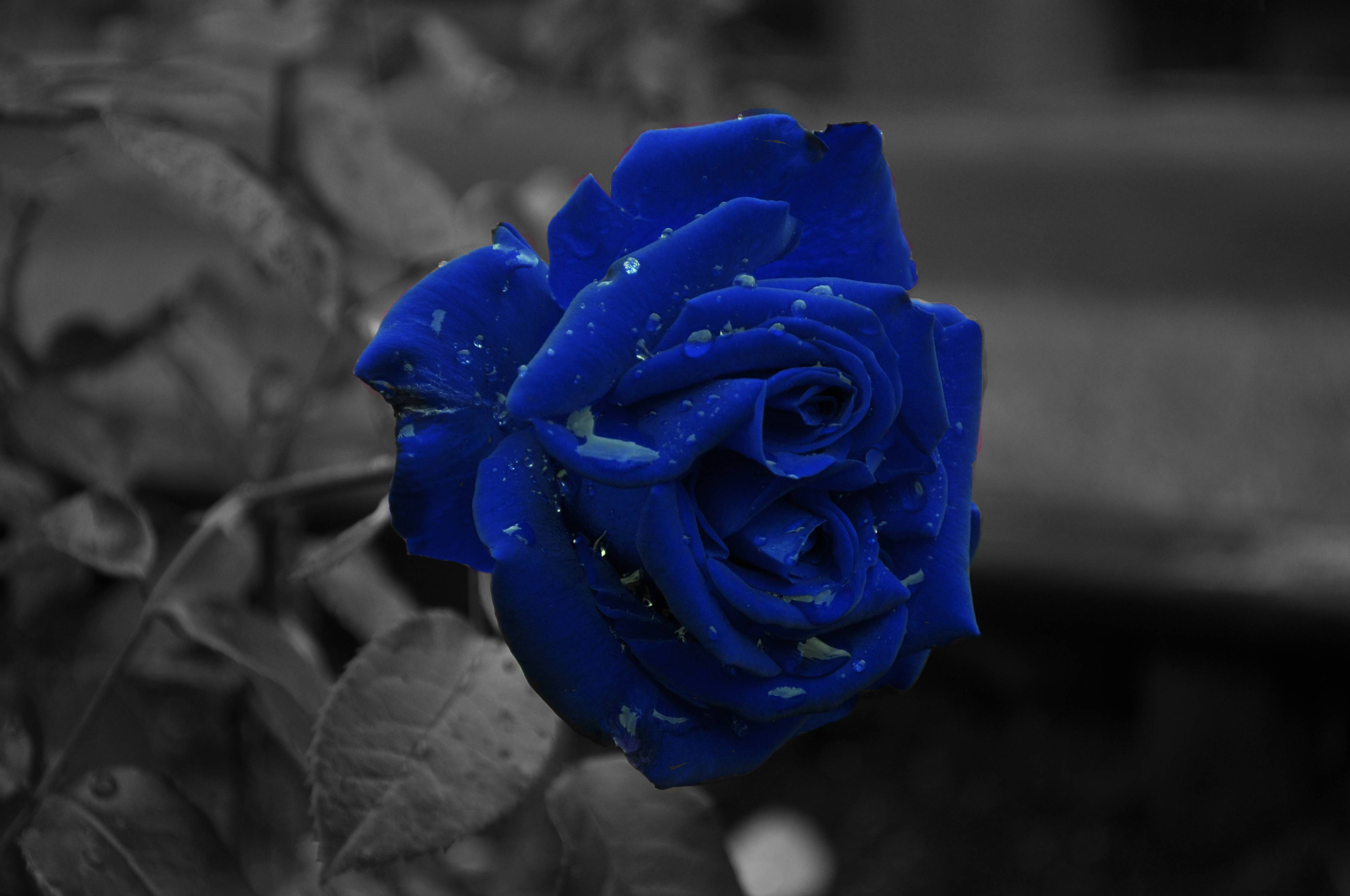 Blue Aesthetic Flowers Wallpapers