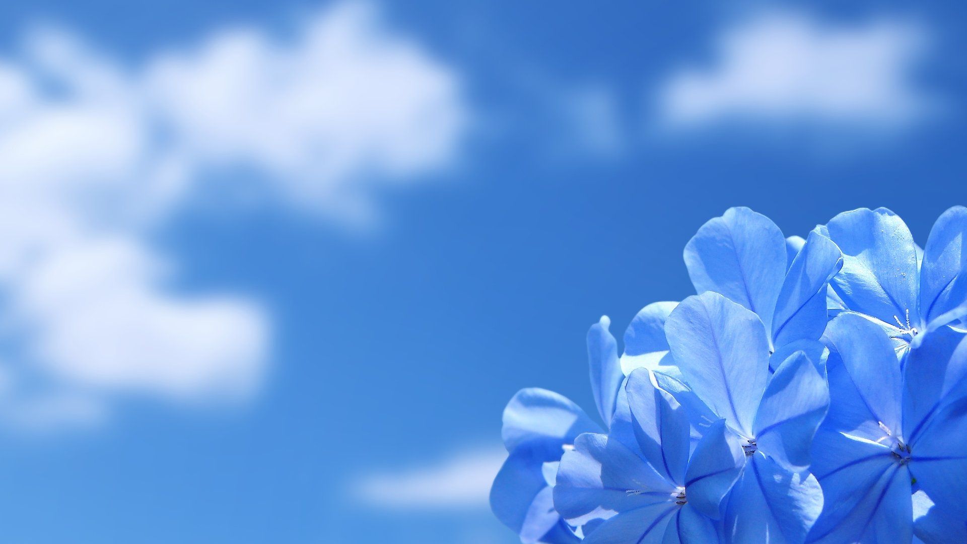 Blue Aesthetic Flowers Wallpapers