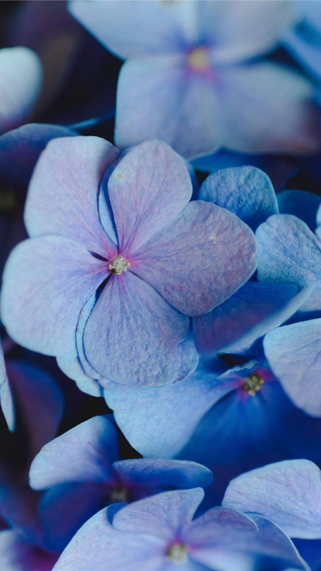 Blue Aesthetic Flowers Wallpapers