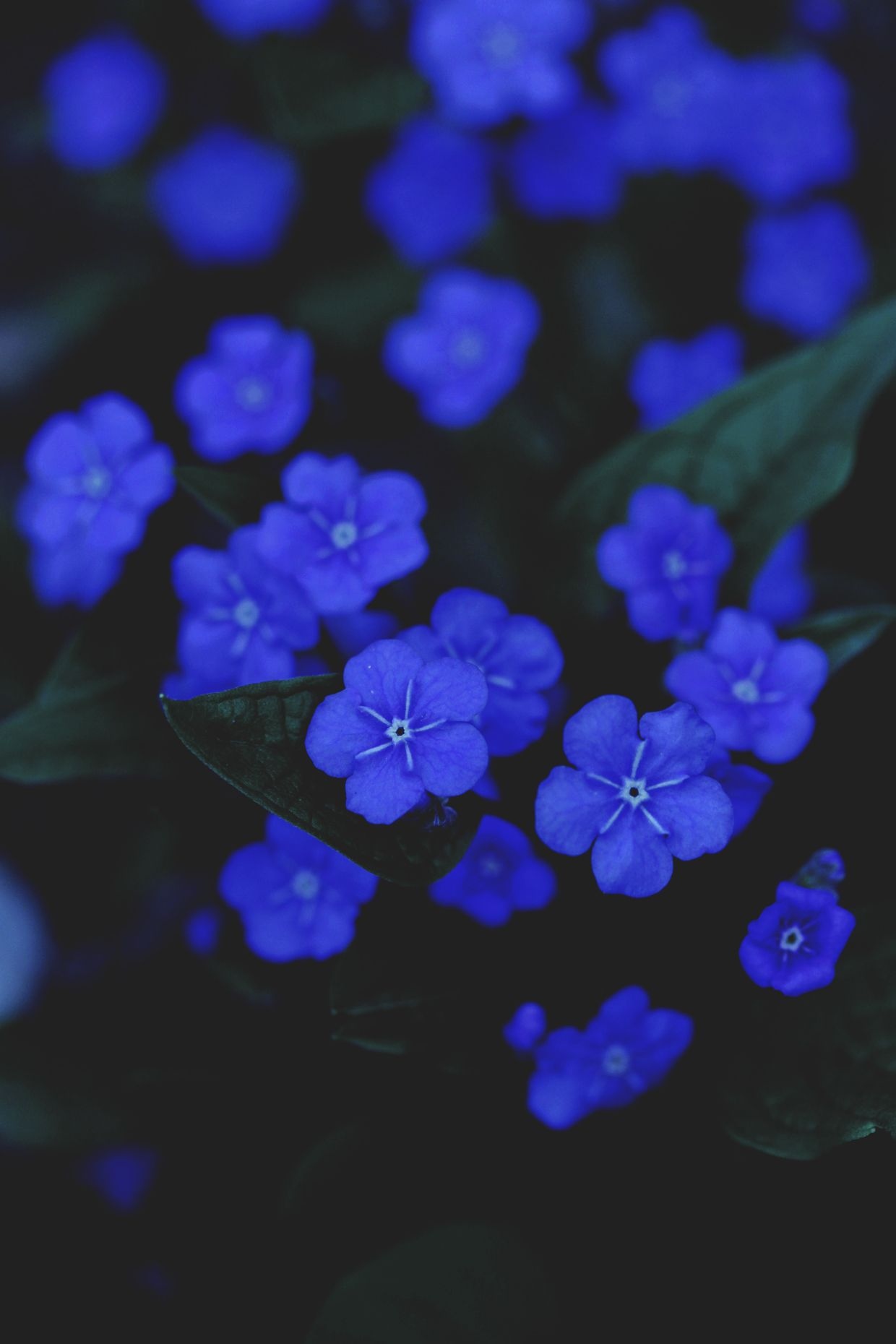 Blue Aesthetic Flowers Wallpapers