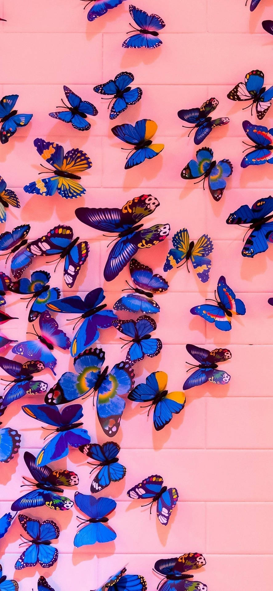 Blue And Pink Butterfly Wallpapers