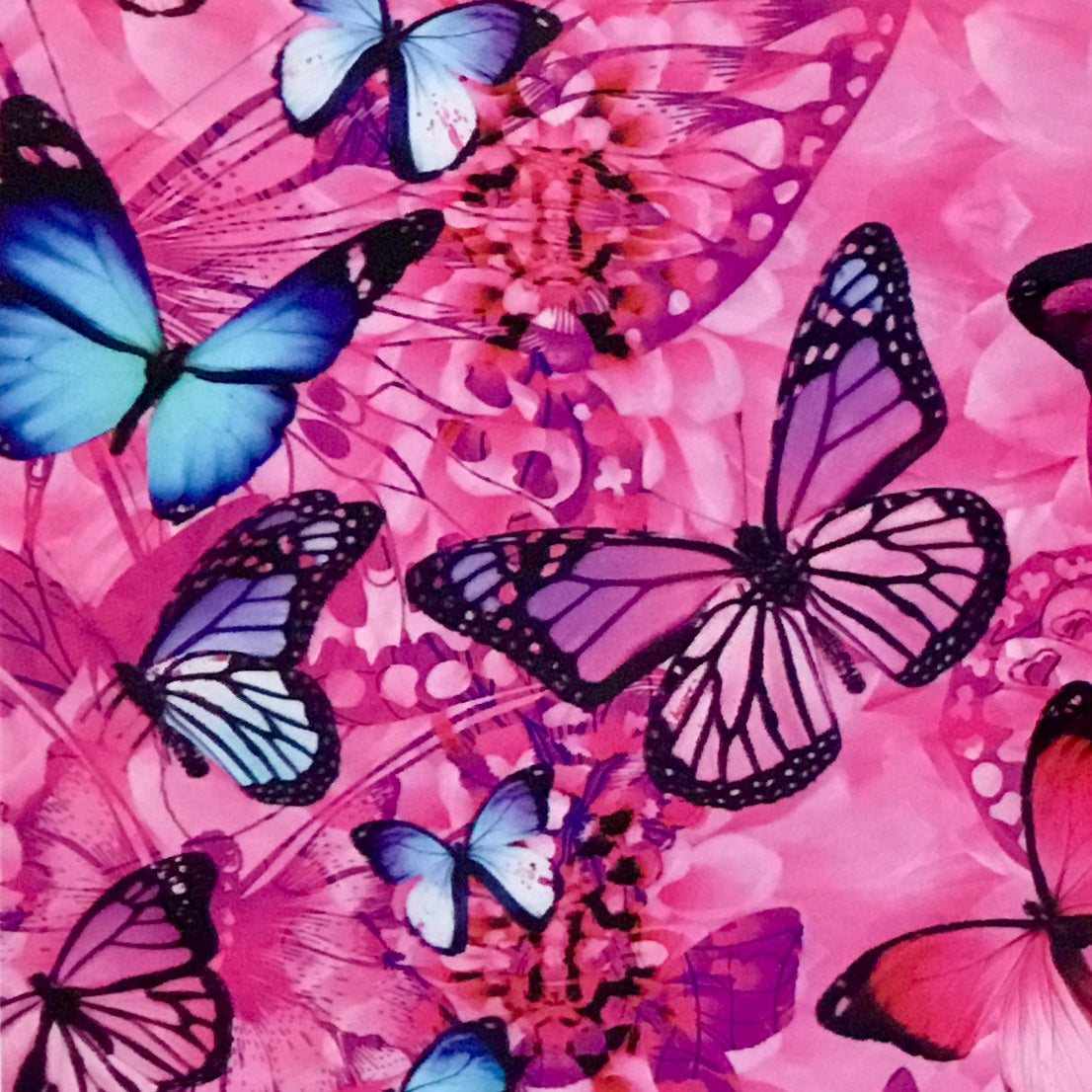 Blue And Pink Butterfly Wallpapers