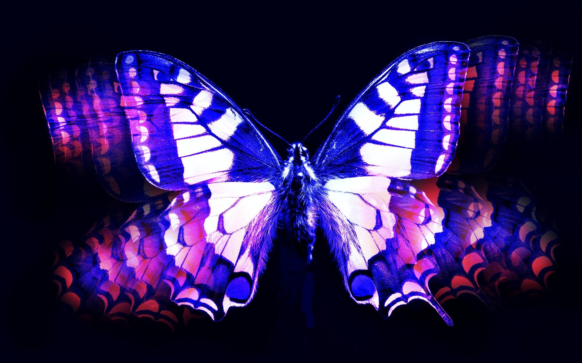 Blue And Pink Butterfly Wallpapers