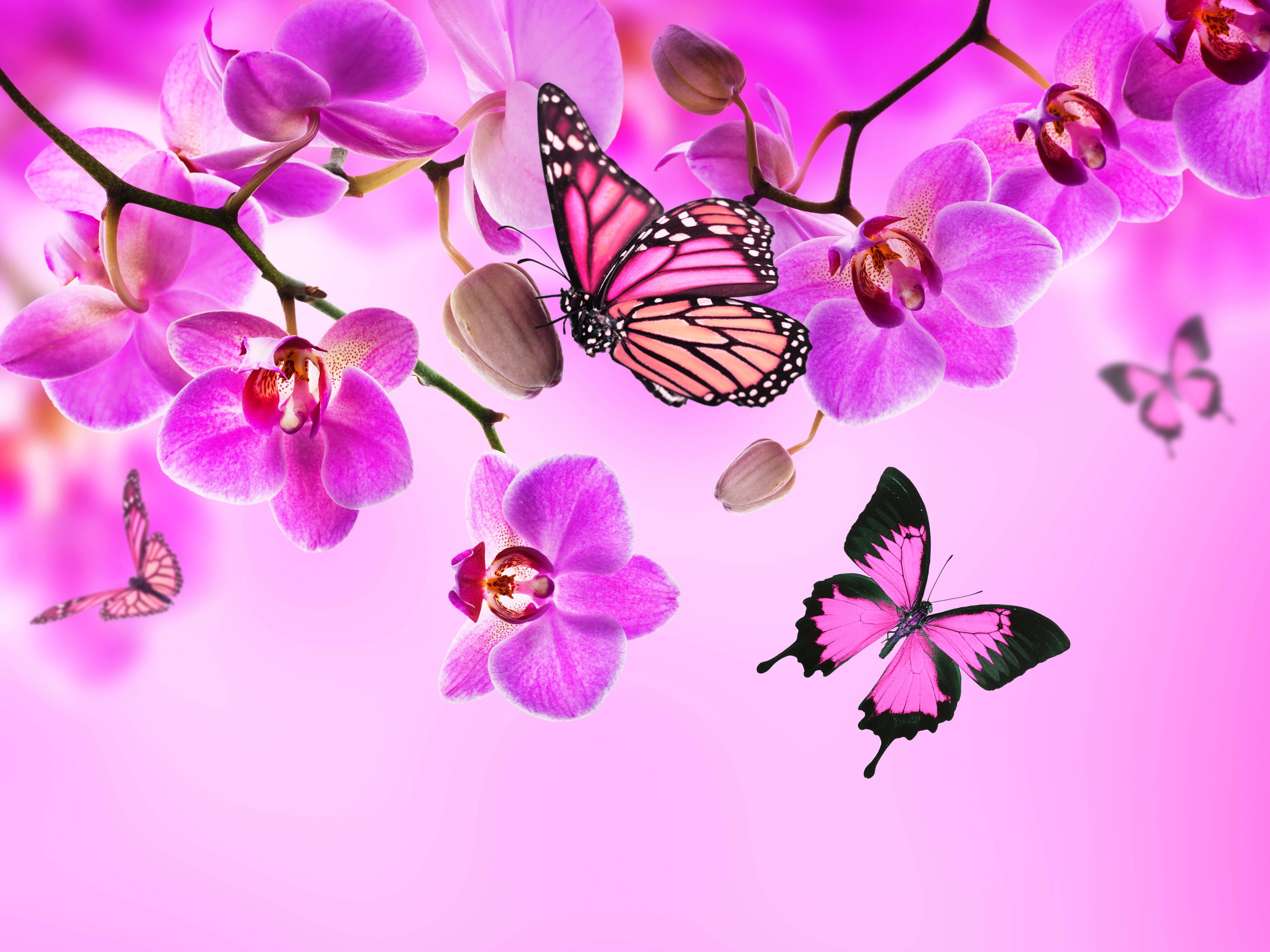 Blue And Pink Butterfly Wallpapers