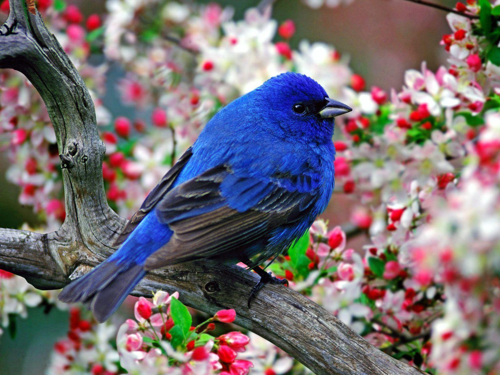 Blue Bird Wallpapers