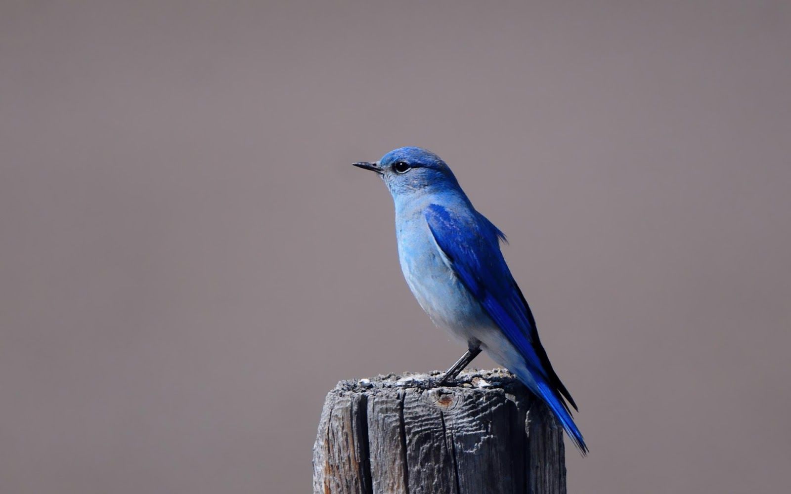 Blue Bird Wallpapers