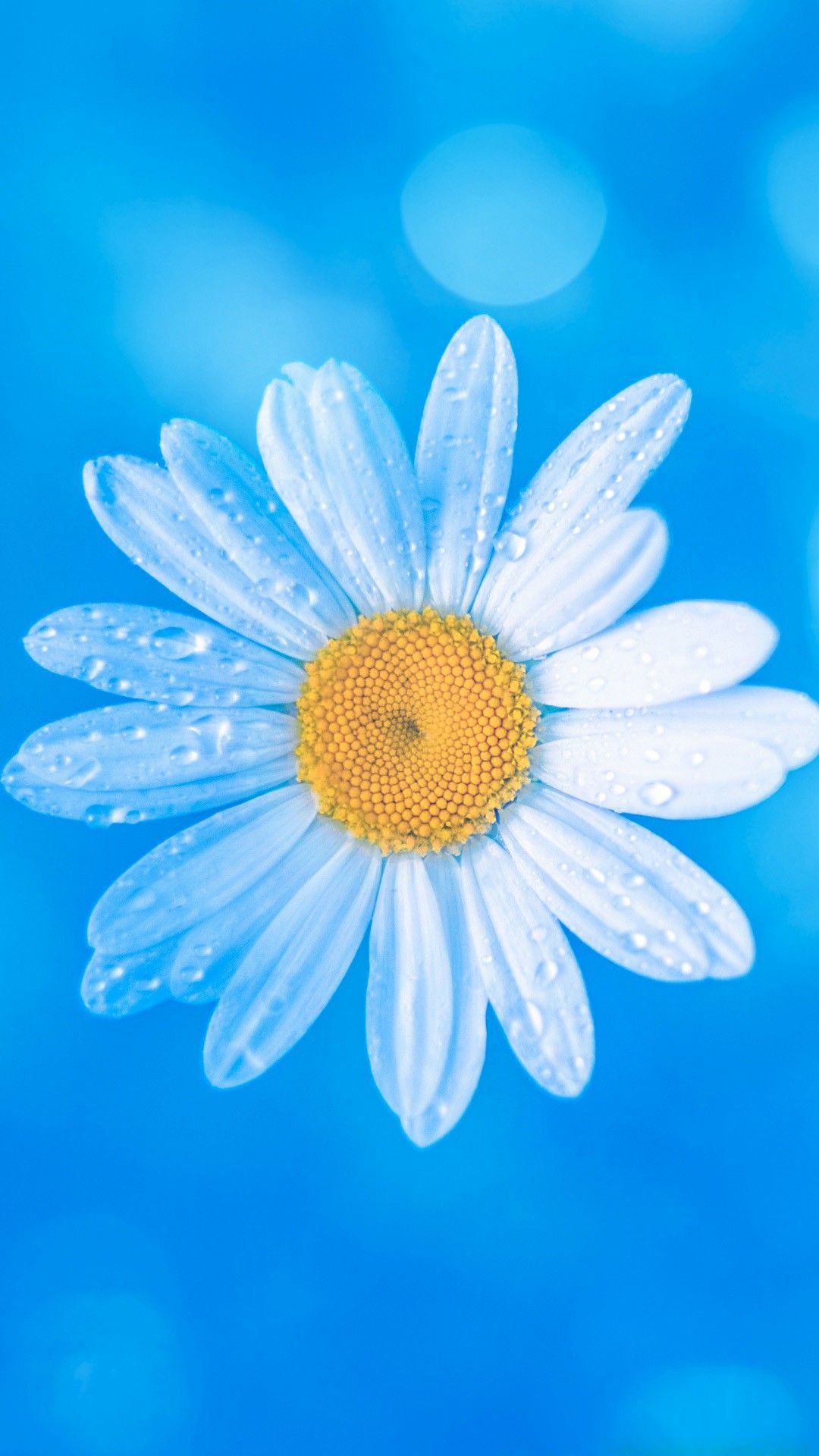 Blue Daisy Wallpapers