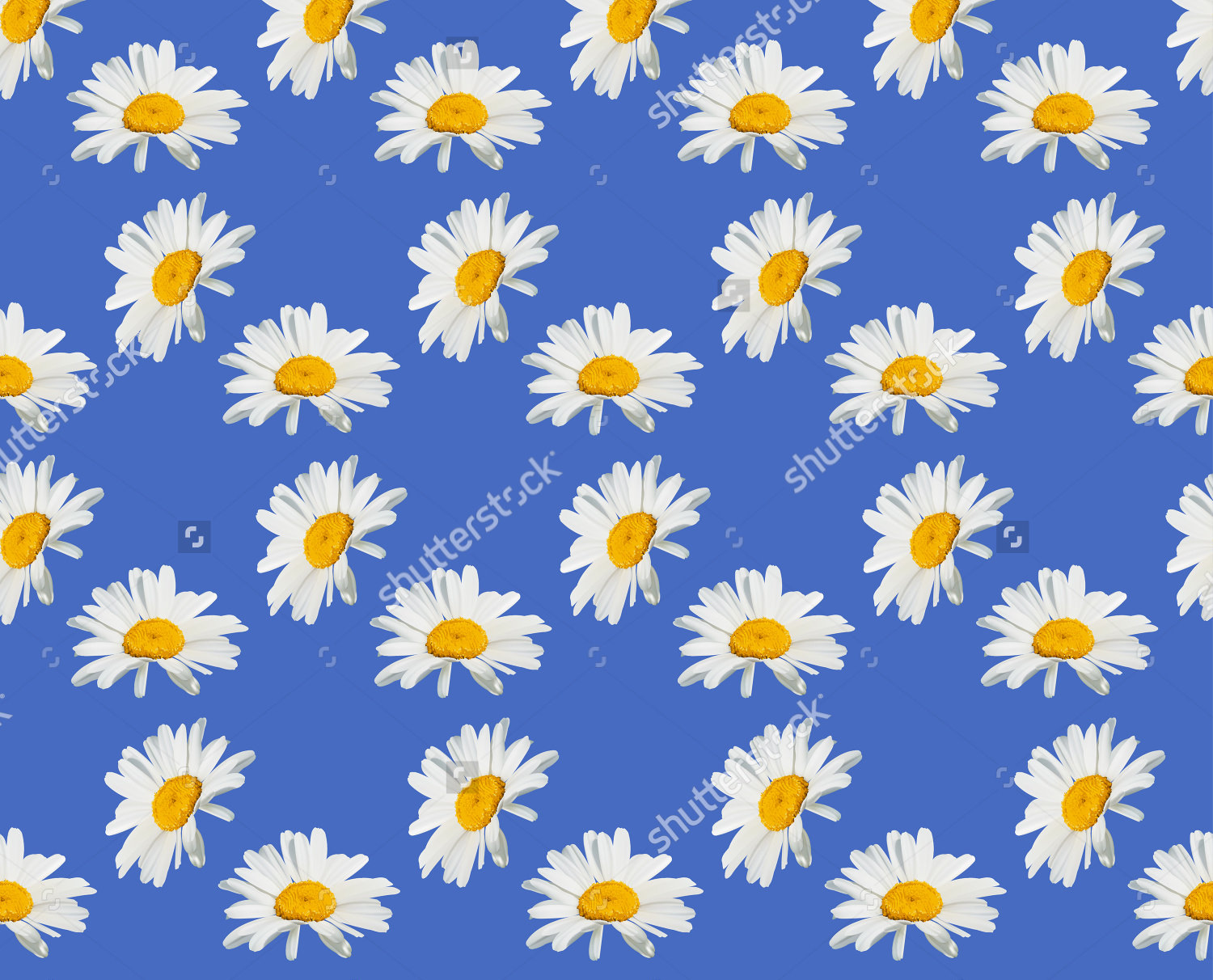 Blue Daisy Wallpapers