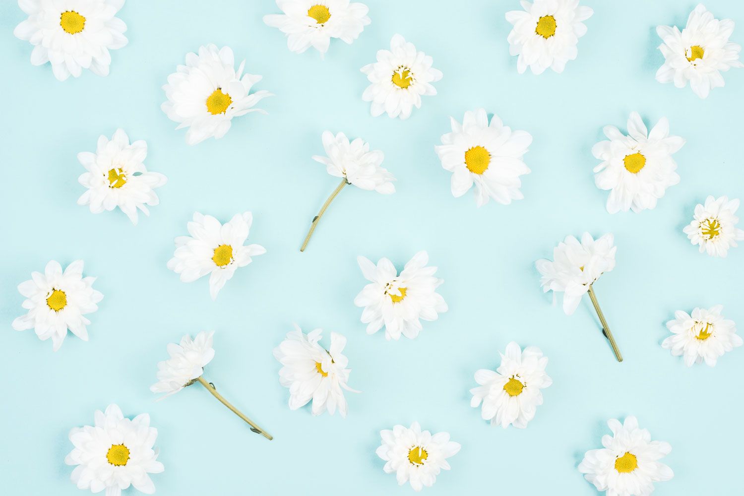 Blue Daisy Wallpapers