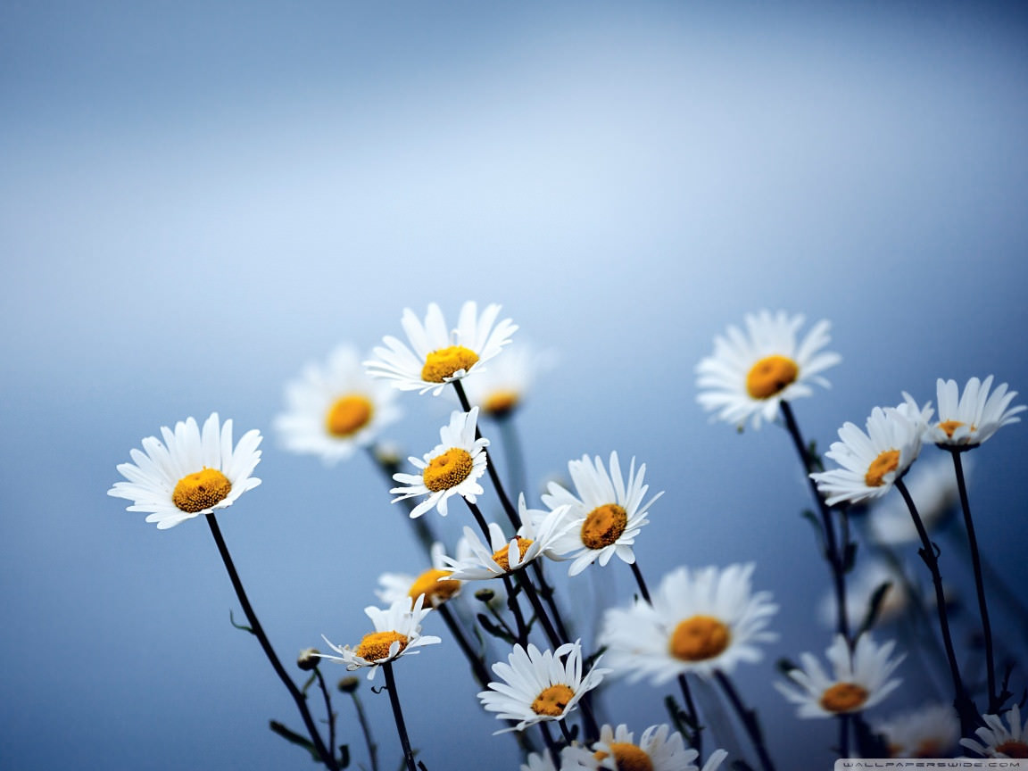 Blue Daisy Wallpapers