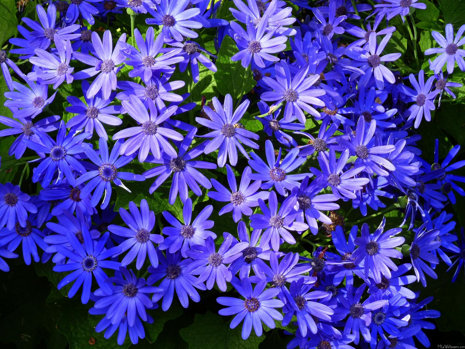 Blue Daisy Wallpapers