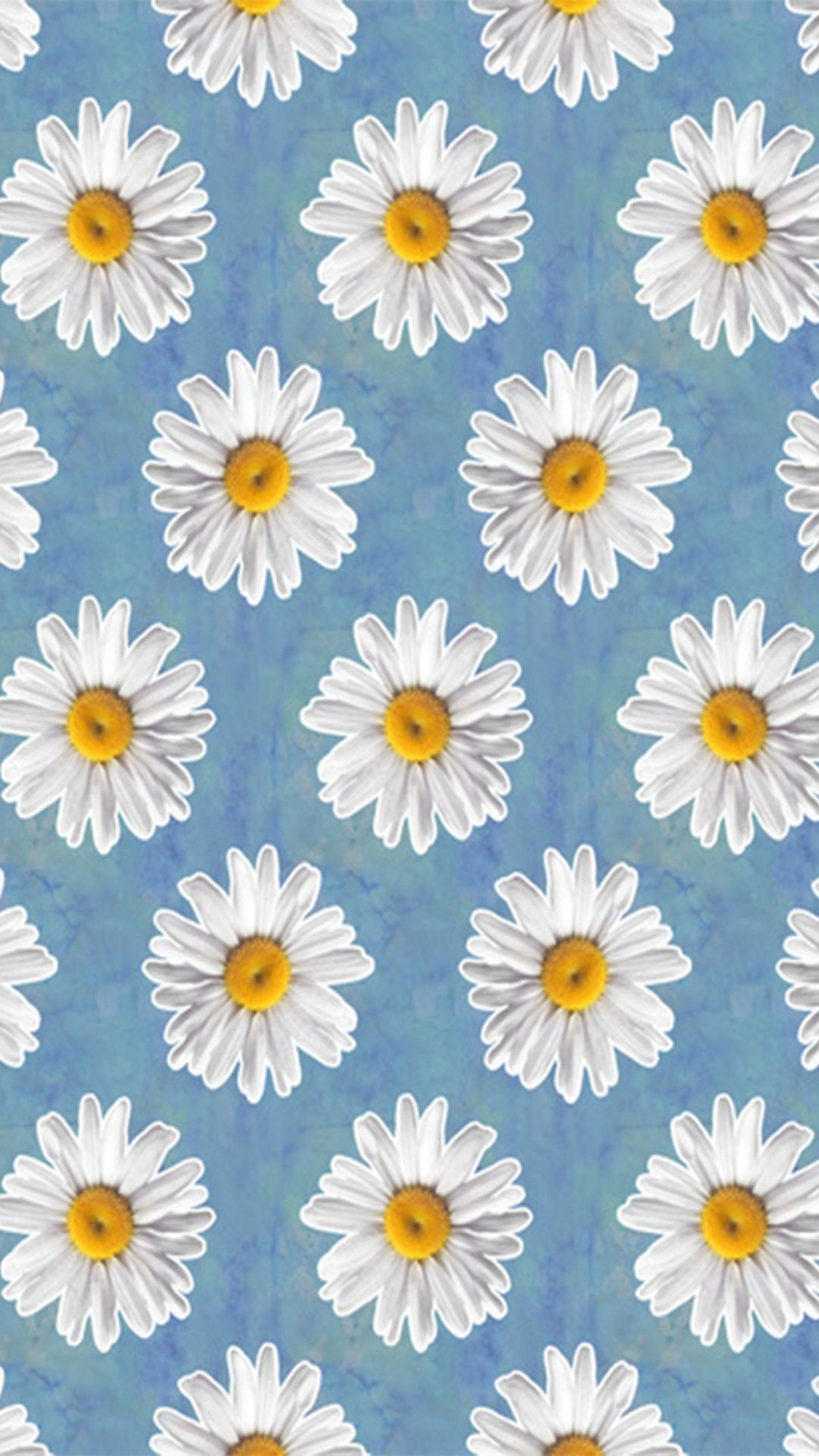 Blue Daisy Wallpapers