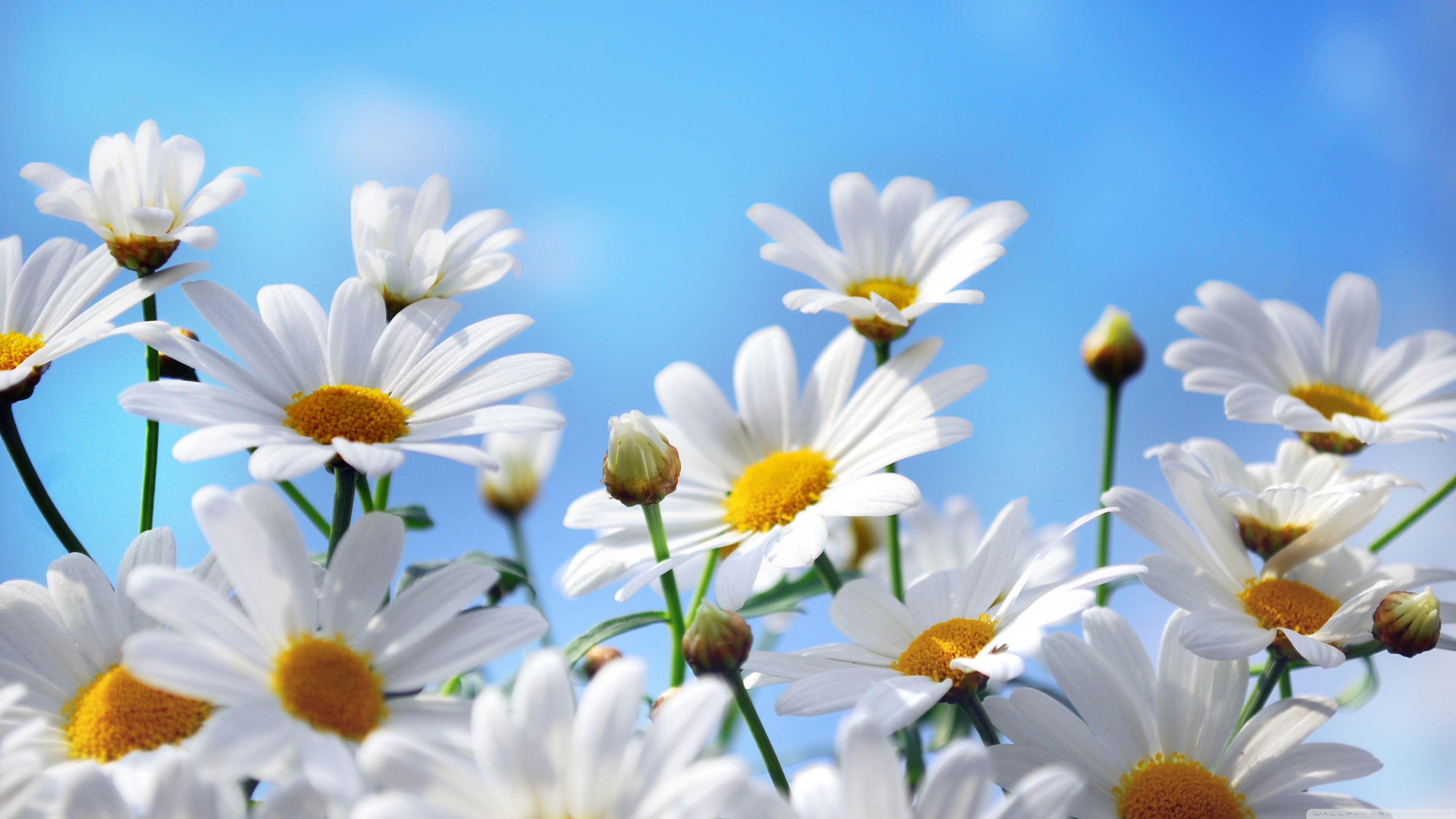 Blue Daisy Wallpapers