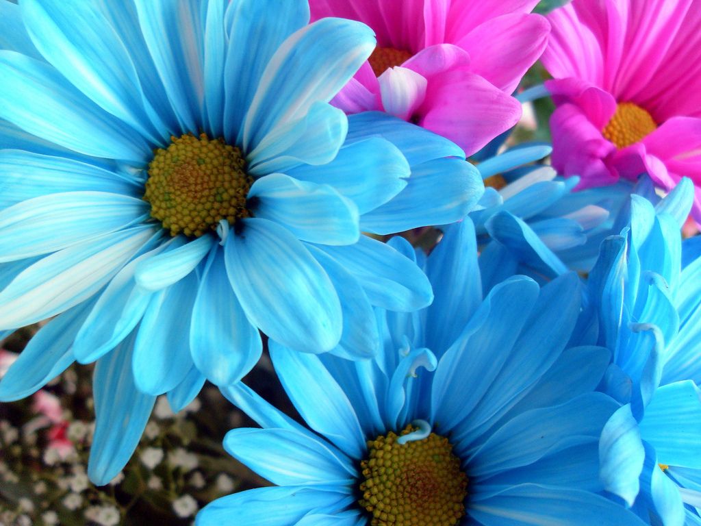 Blue Daisy Wallpapers