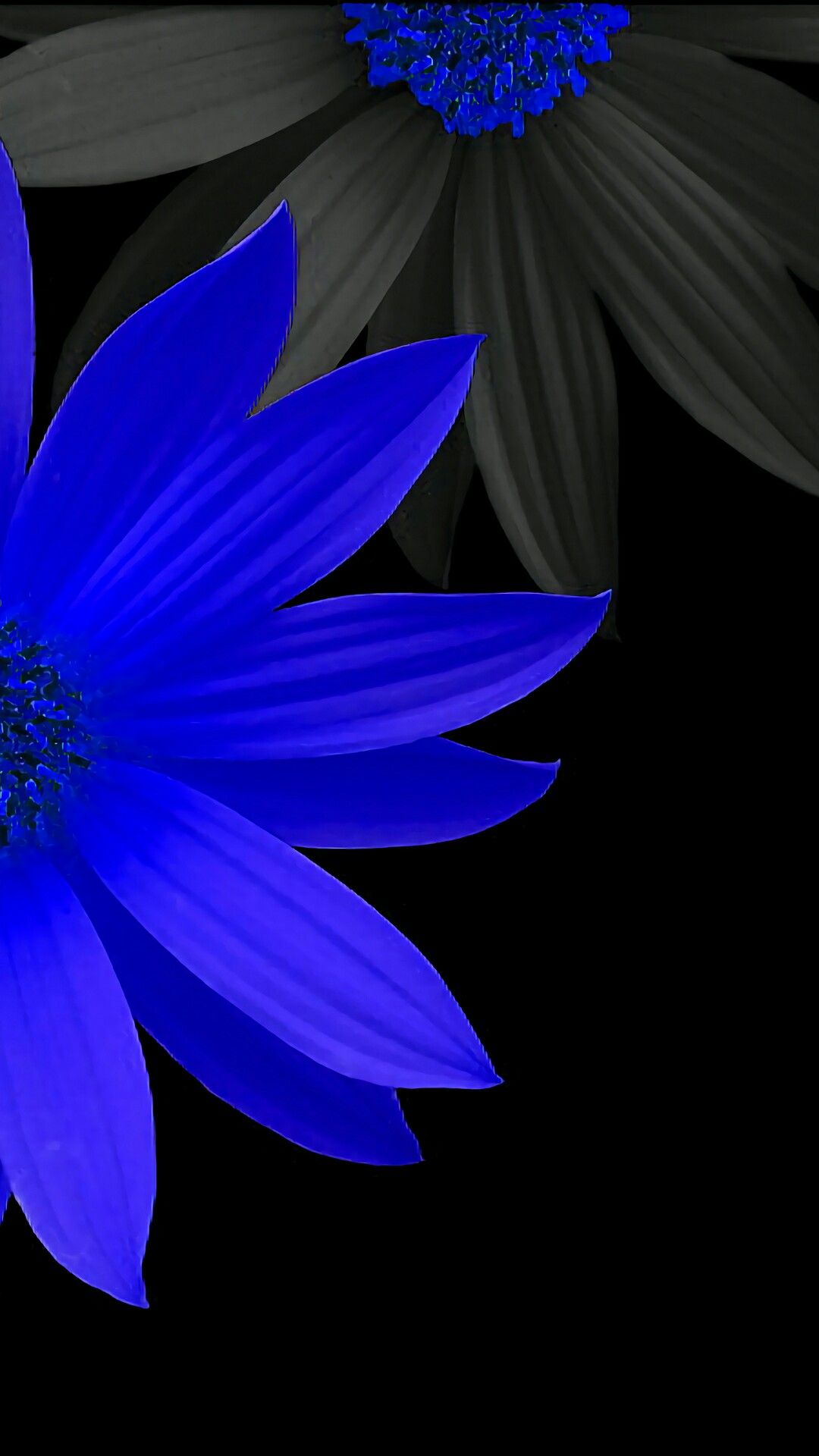 Blue Daisy Wallpapers