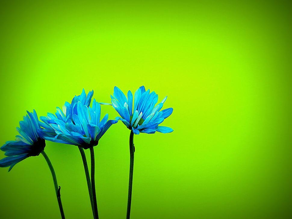 Blue Daisy Wallpapers