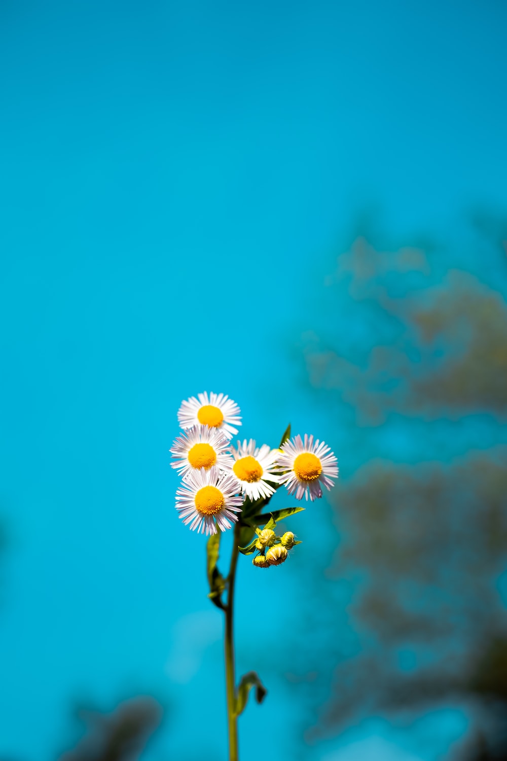 Blue Daisy Wallpapers