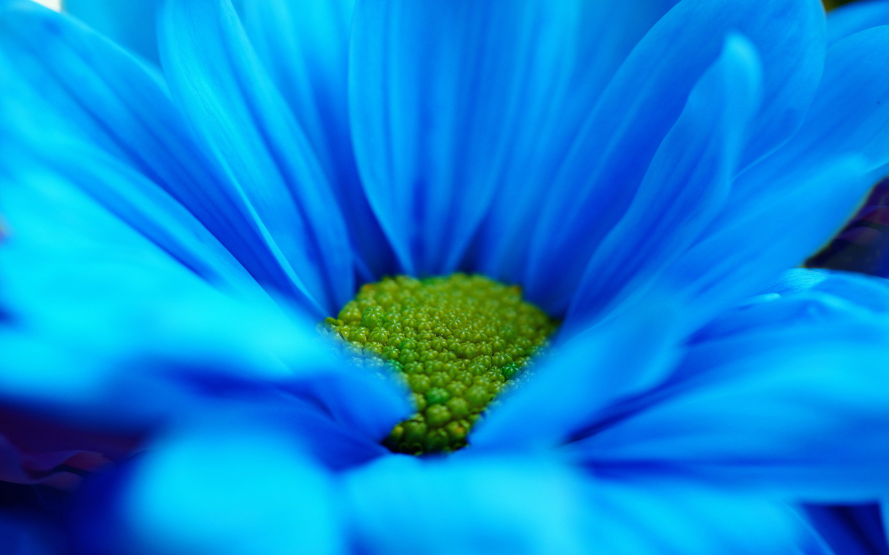 Blue Daisy Wallpapers