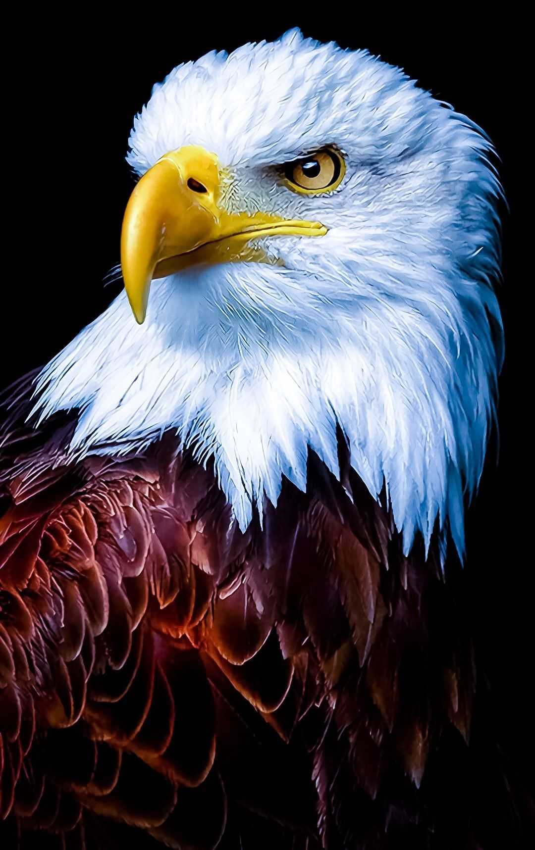 Blue Eagles Wallpapers