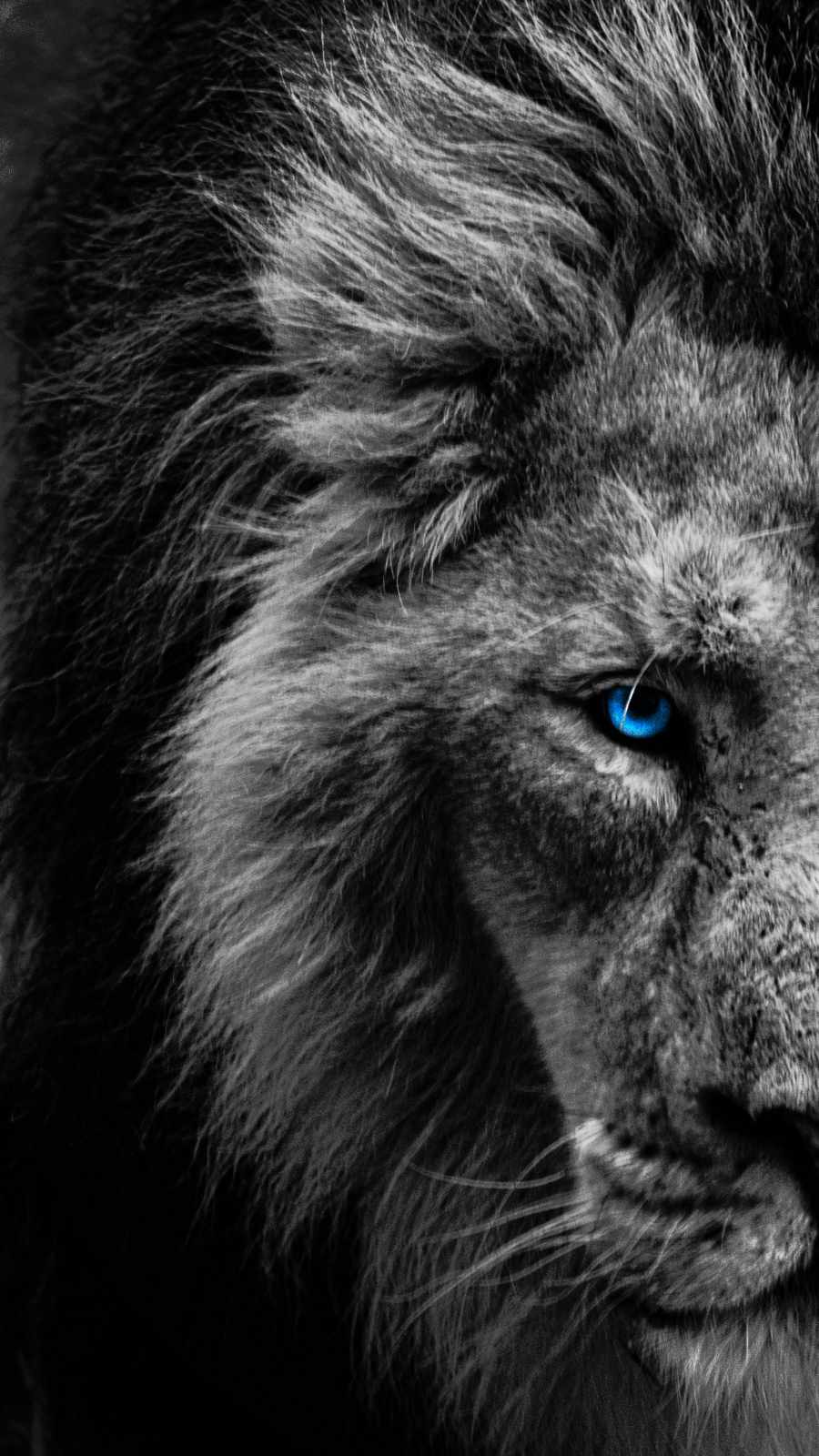 Blue Eye Lion Wallpapers