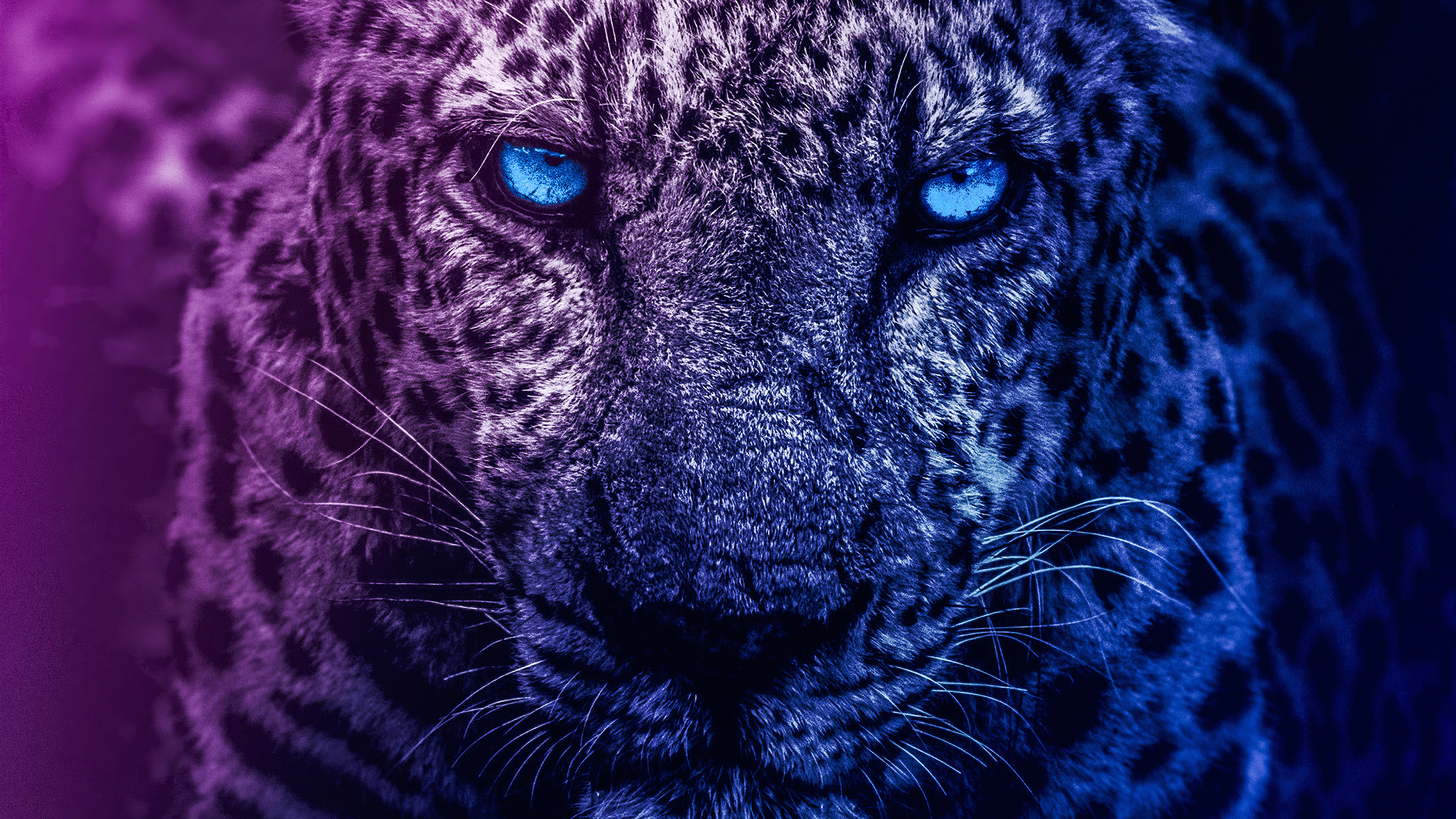 Blue Eye Lion Wallpapers