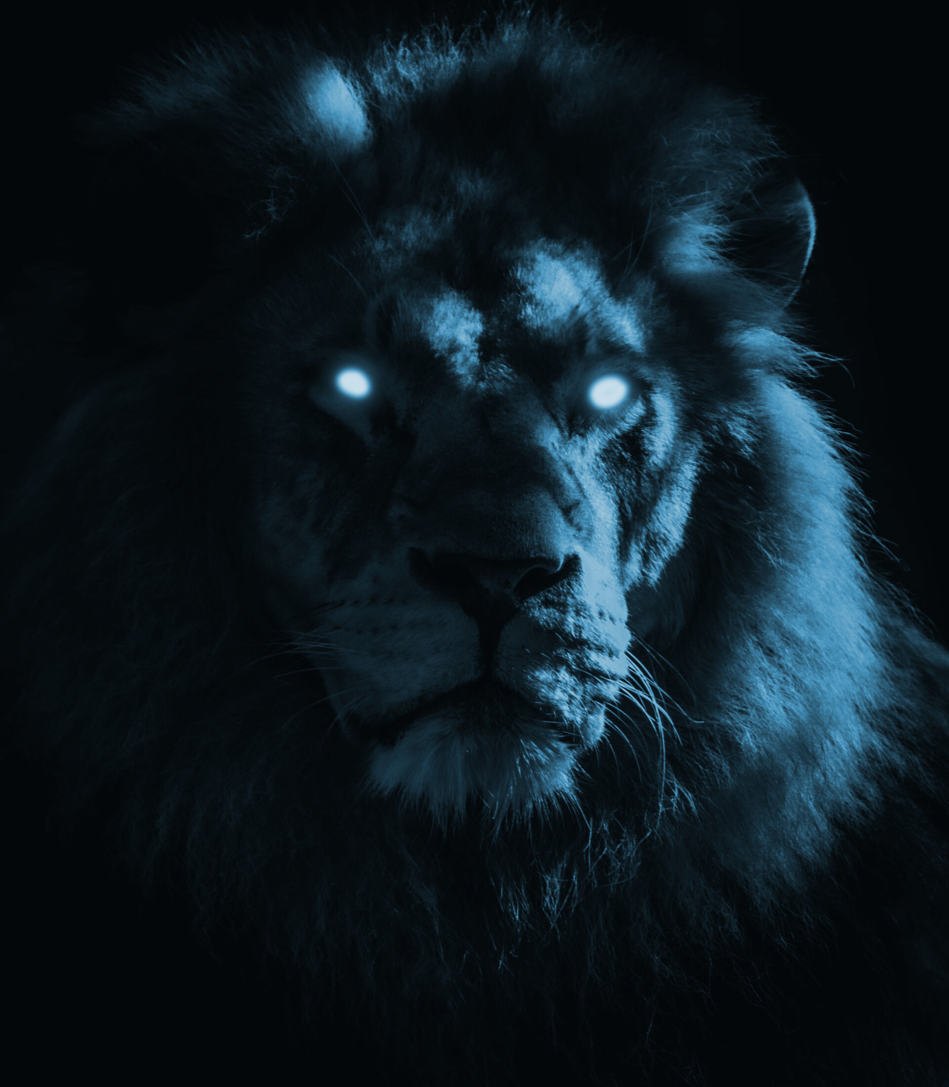 Blue Eye Lion Wallpapers