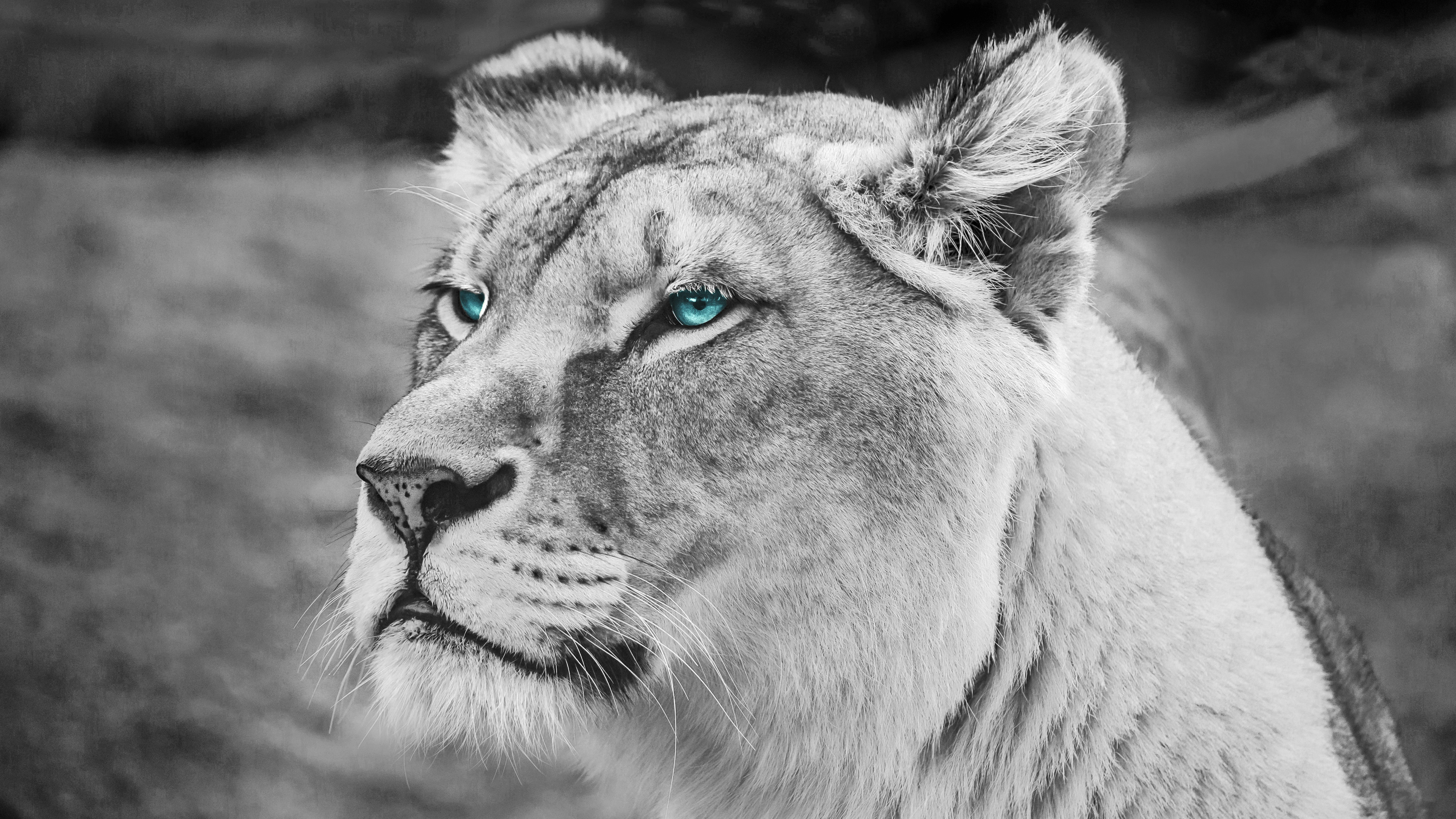 Blue Eye Lion Wallpapers