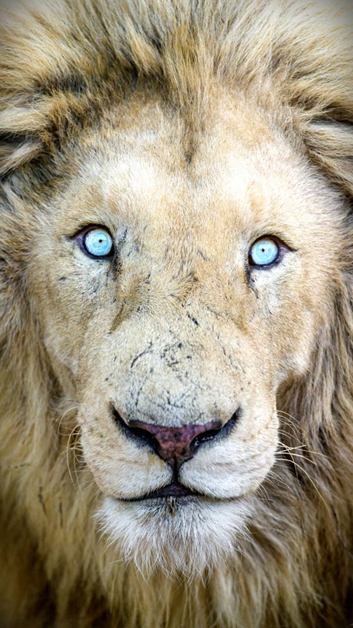 Blue Eye Lion Wallpapers