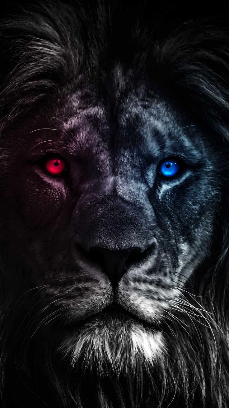 Blue Eye Lion Wallpapers