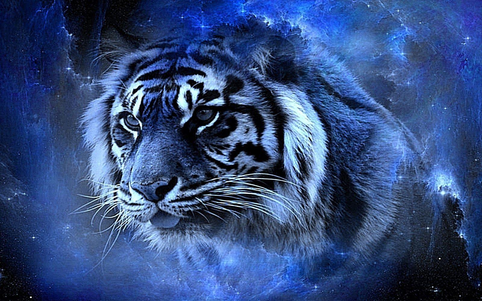 Blue Fire Tiger Wallpapers