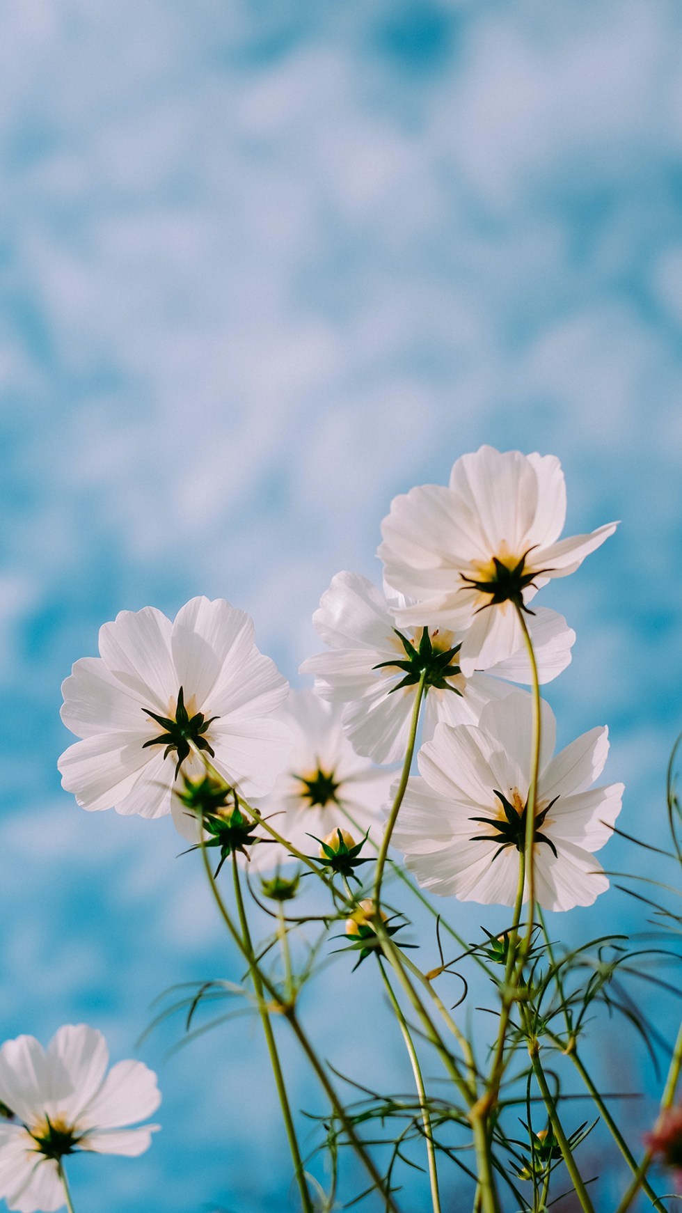 Blue Flowers Aesthetic Wallpapers