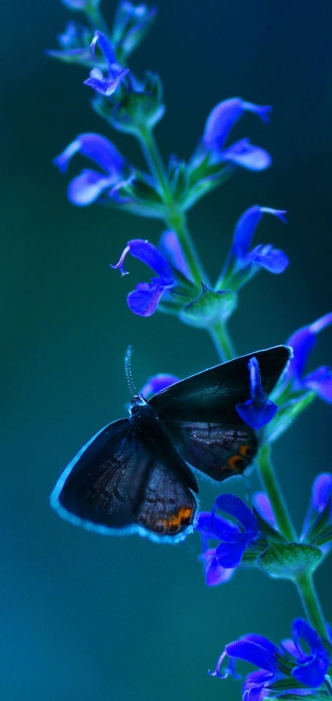 Blue Neon Butterfly Wallpapers