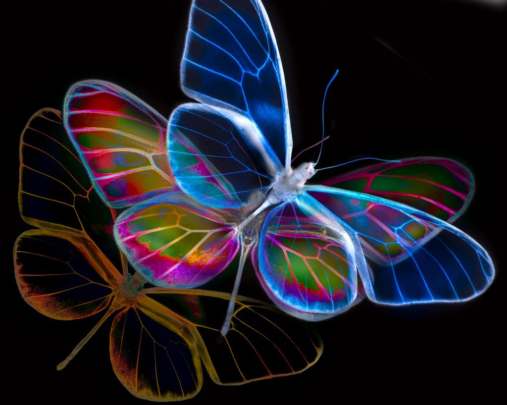 Blue Neon Butterfly Wallpapers