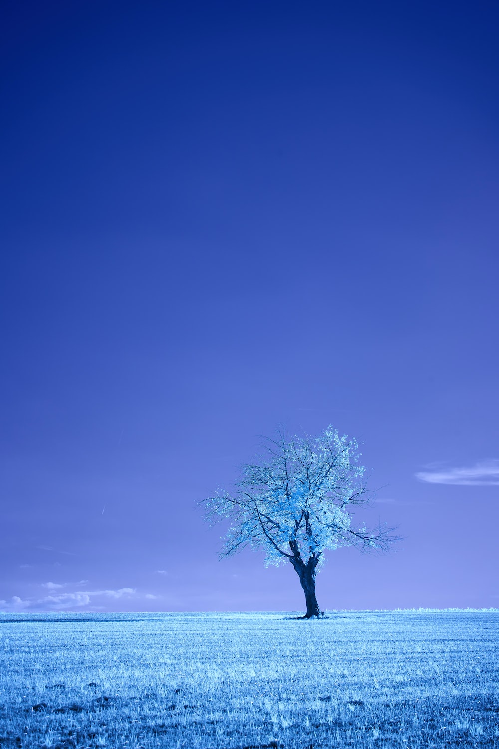 Blue Trees Wallpapers