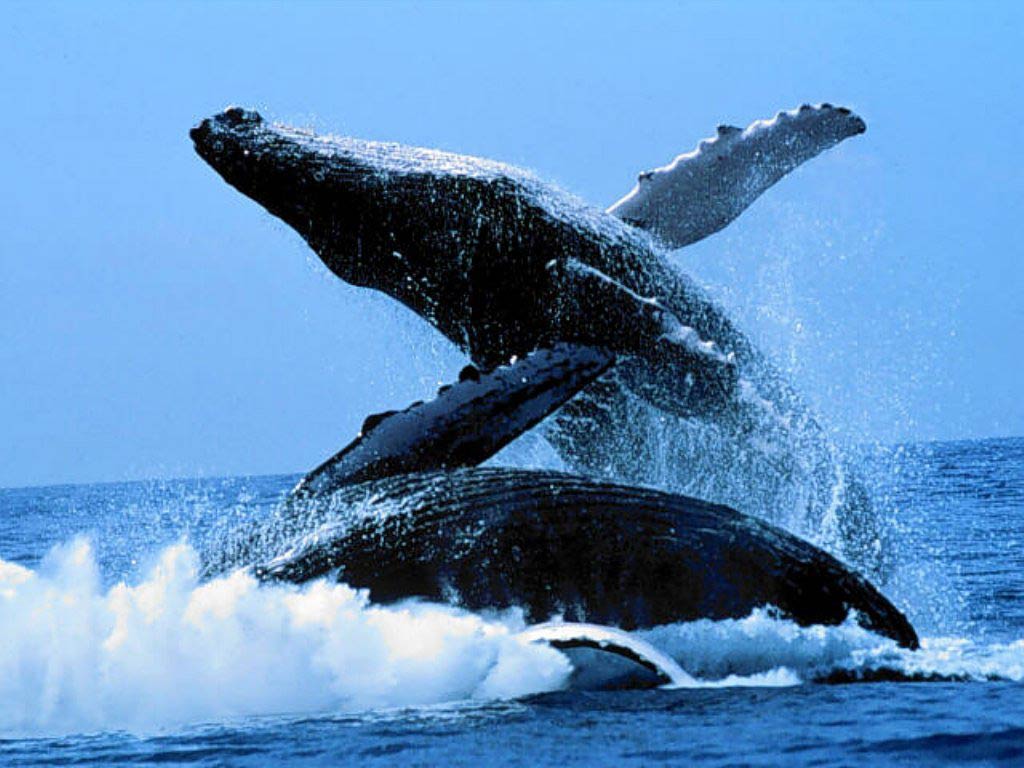 Blue Whale Wallpapers