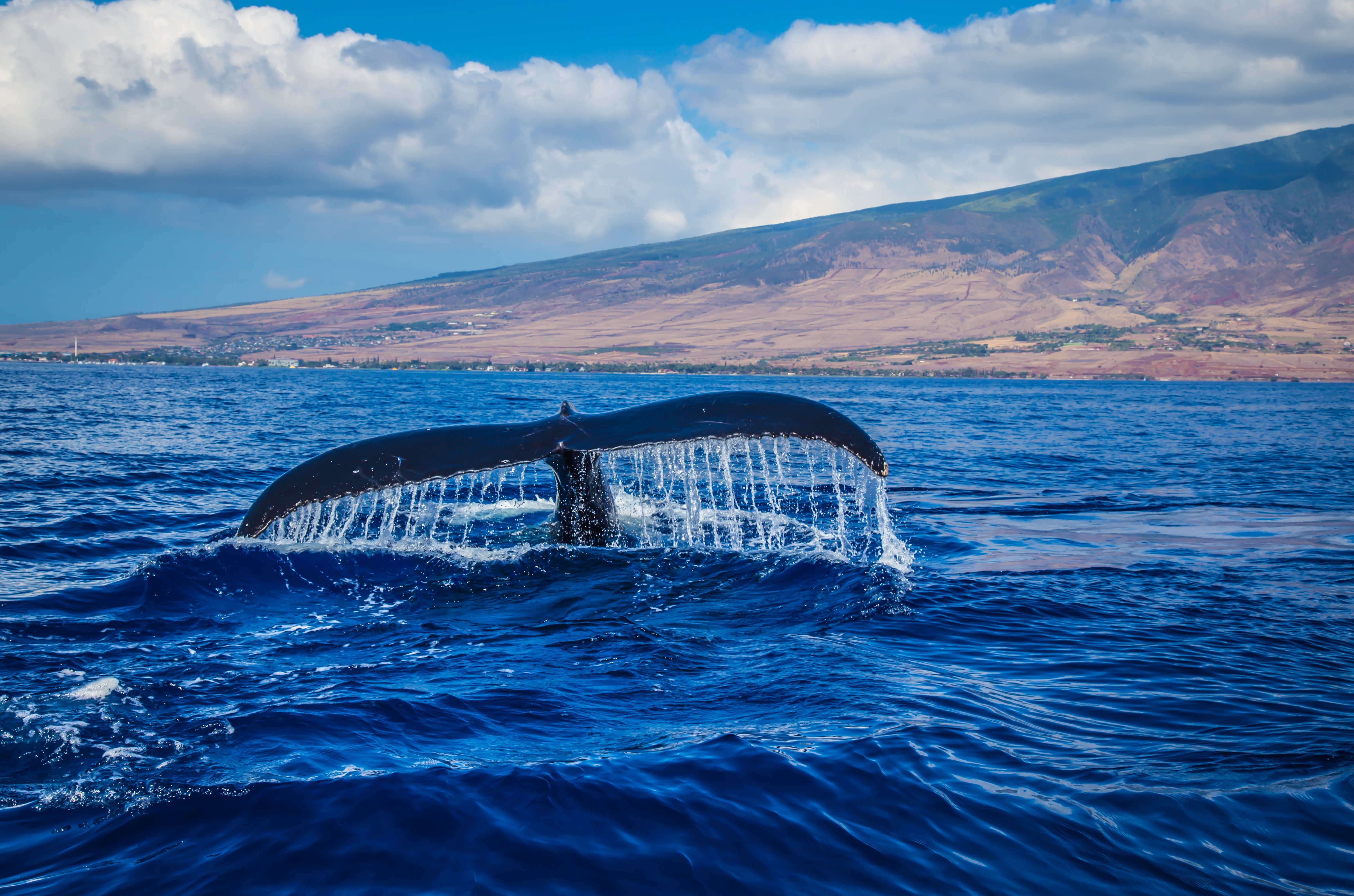 Blue Whale Wallpapers