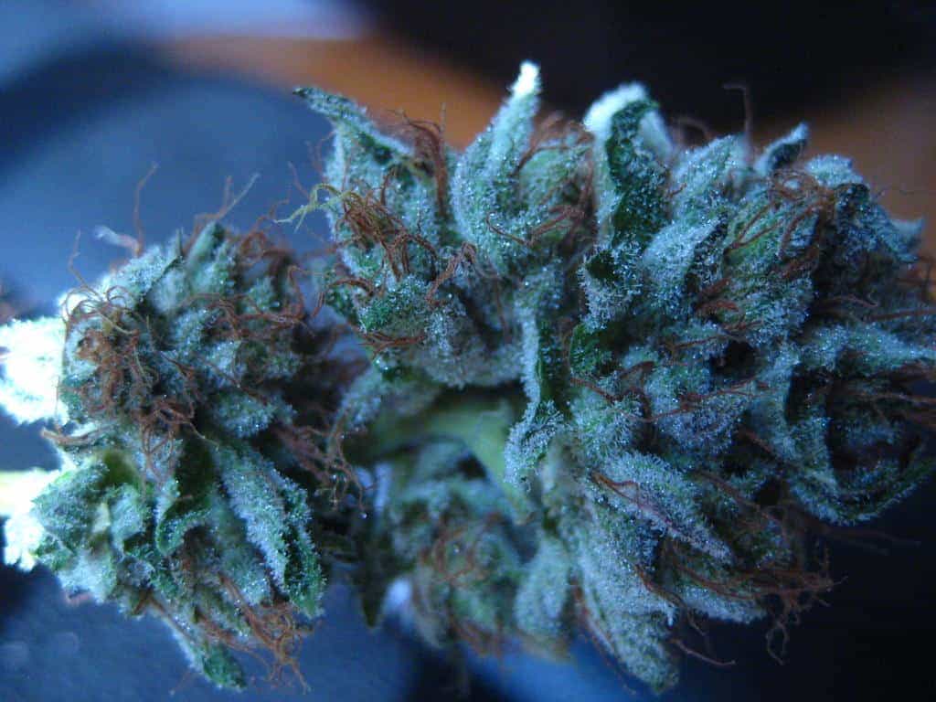 Blueberry Kush Pictures Wallpapers