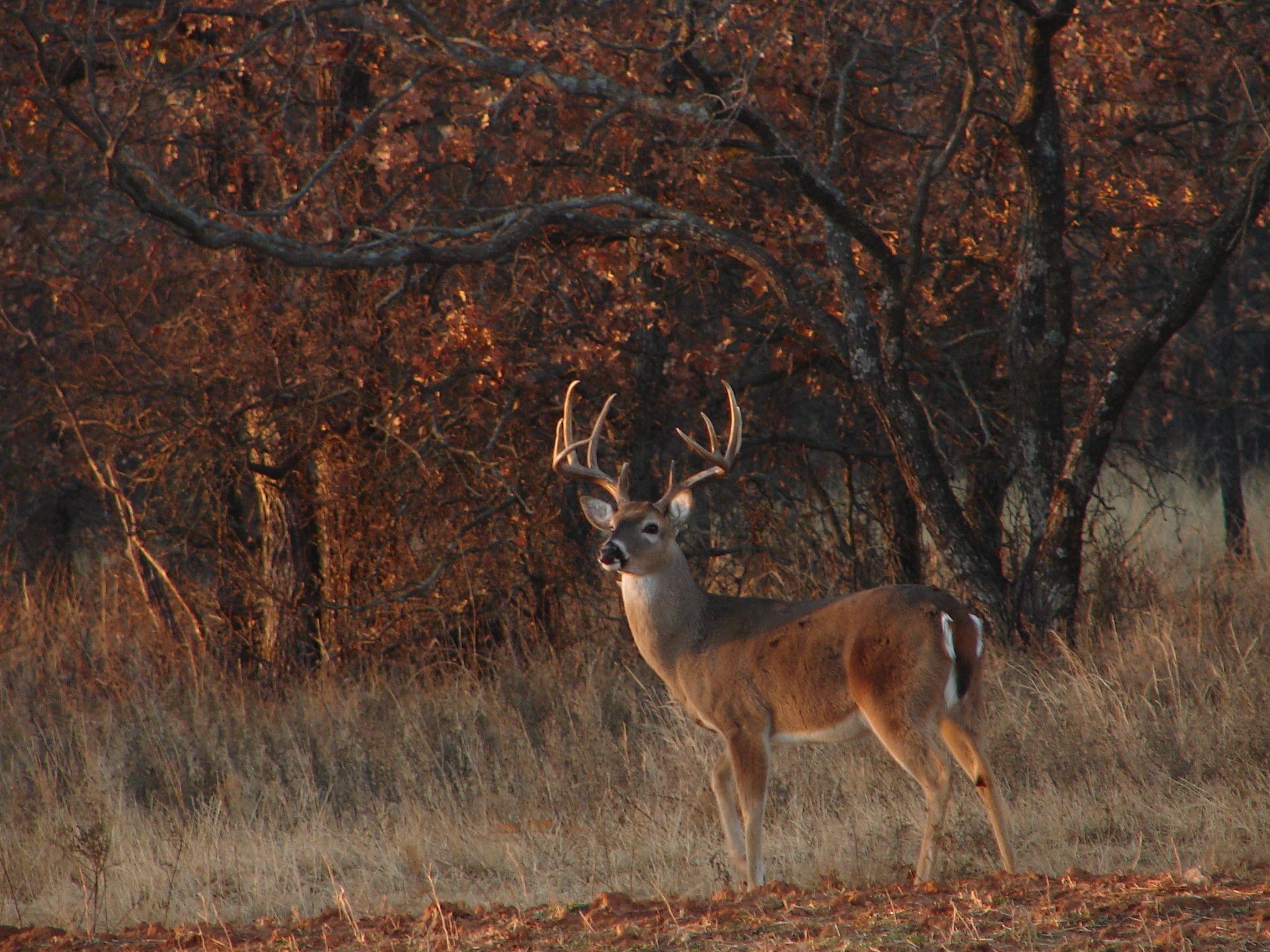 Bow Hunting For Iphone Wallpapers