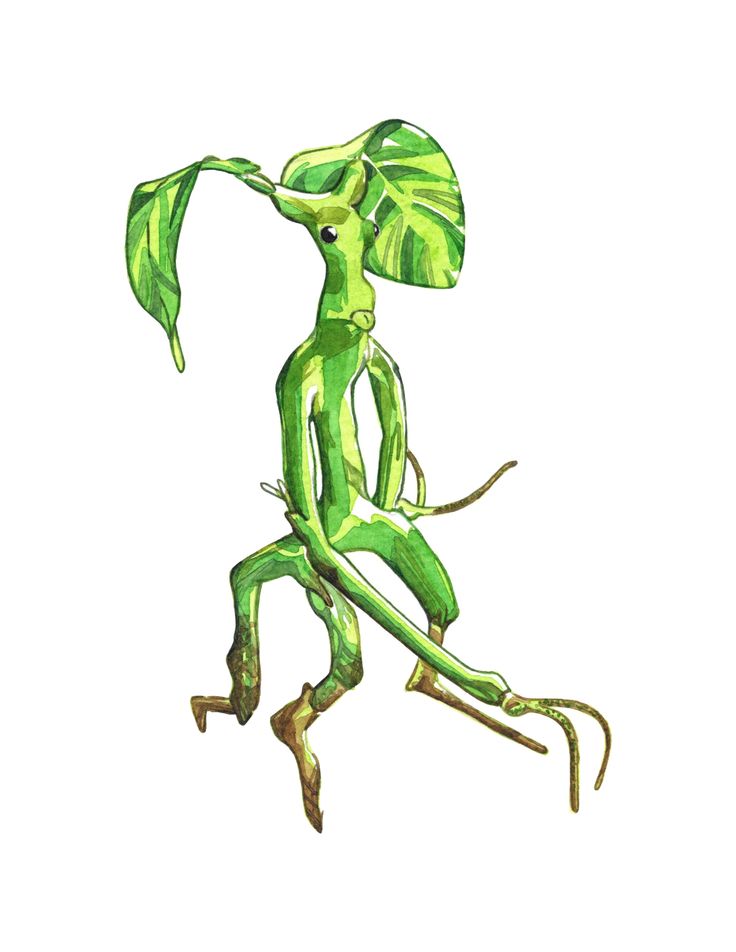 Bowtruckle Tattoo Wallpapers