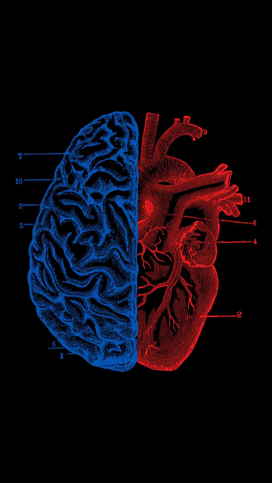 Brain And Heart Images Wallpapers