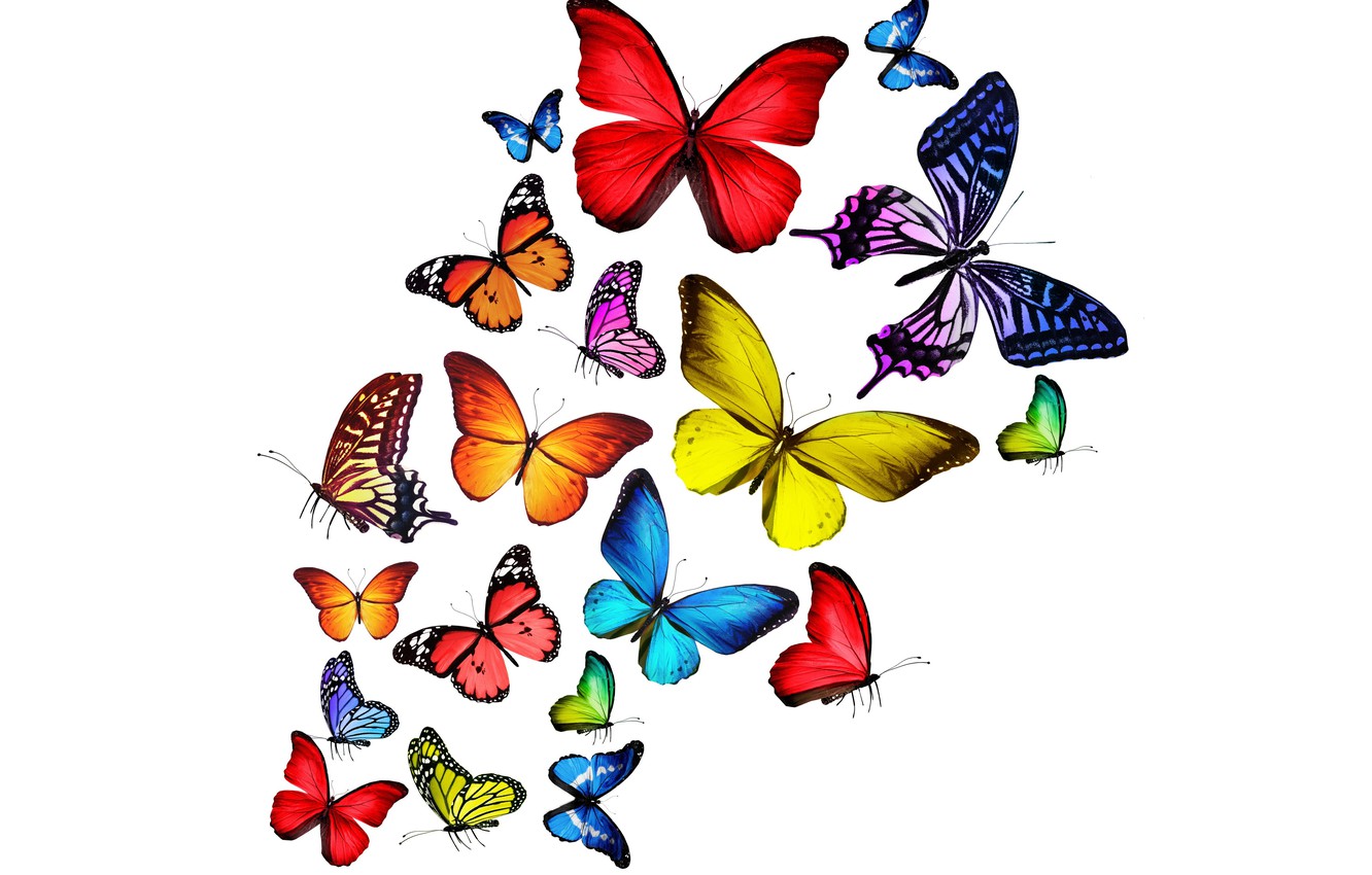 Bright Butterfly Wallpapers