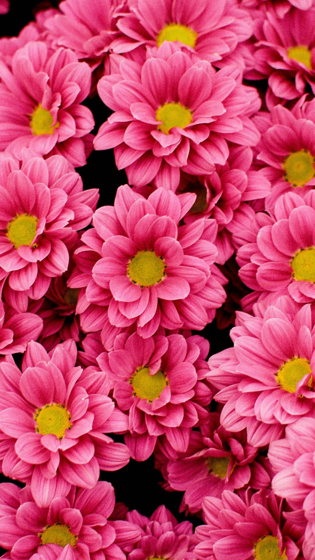 Bright Flowers Wallpapers