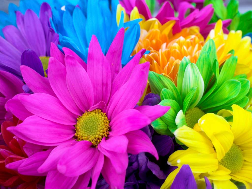 Bright Flowers Wallpapers