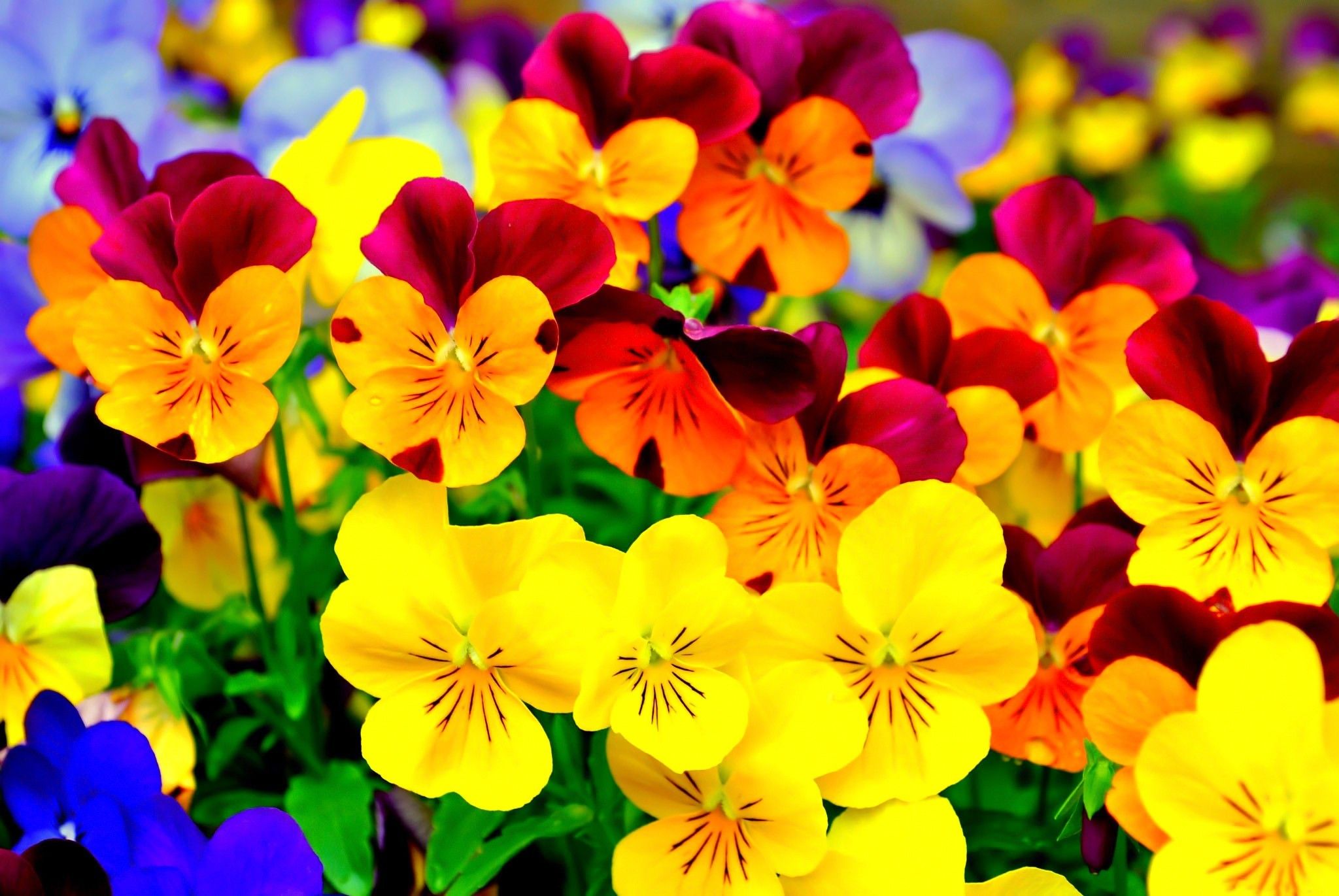 Bright Flowers Wallpapers