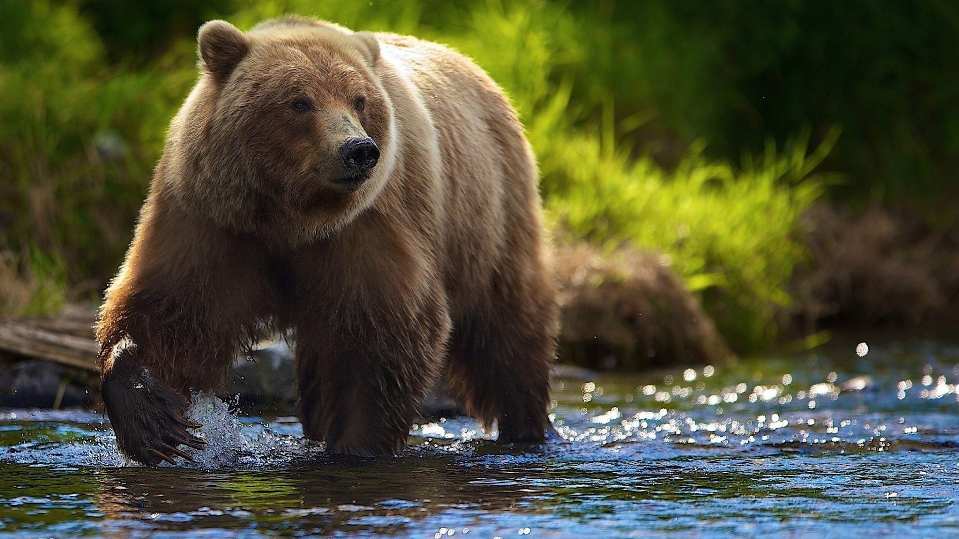 Brown Bear Wallpapers