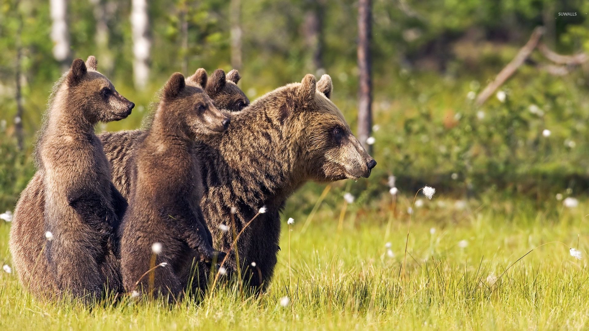 Brown Bear Wallpapers