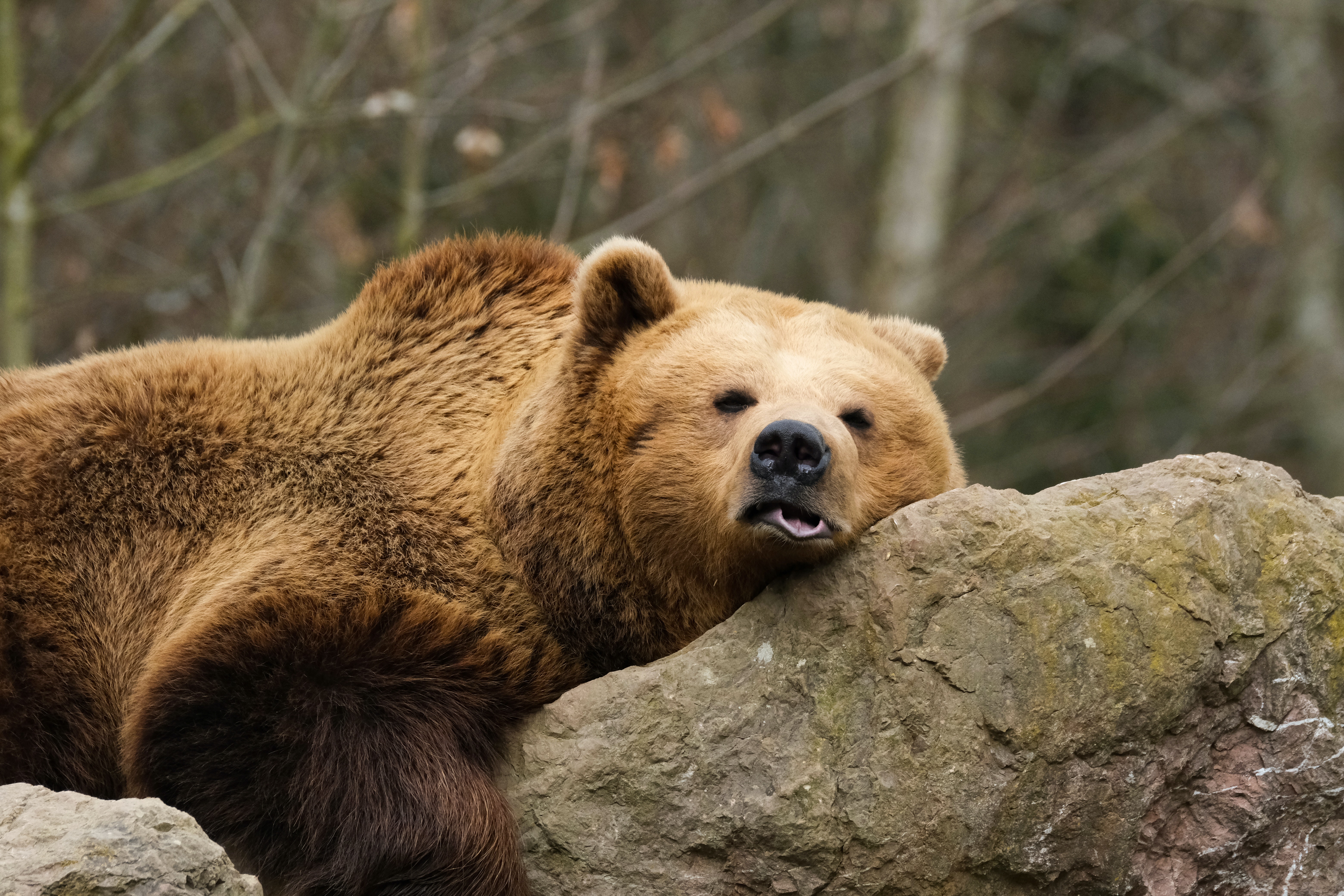 Brown Bear Wallpapers